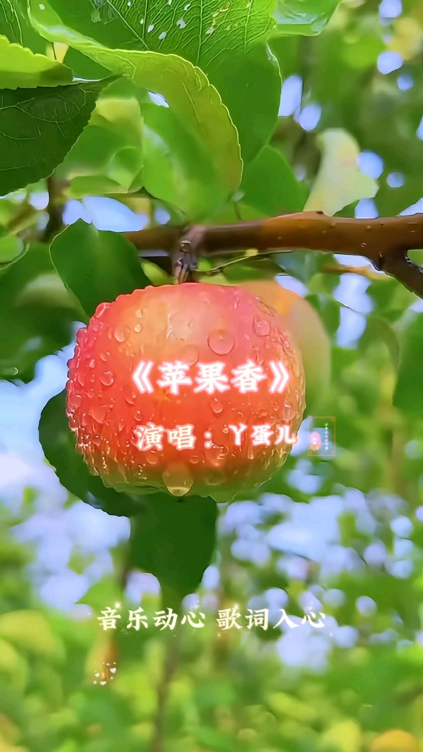苹果香合拍版歌曲苹果香儿童版