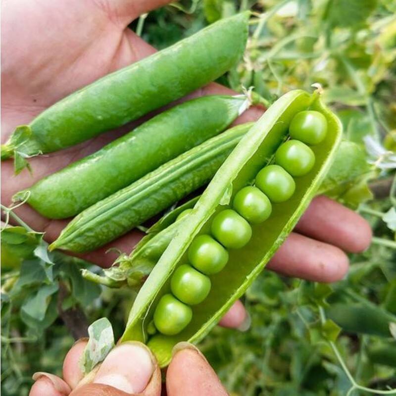 碗豆夹苹果版豌豆荚ios版官网-第2张图片-太平洋在线下载